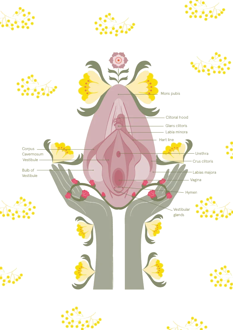 Female external anatomy illustration by Ouvra